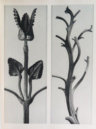 La Plante. Cent vingt planches et héliogravure d'après des détails très agrandis de formes végétales. Introduction de Charles Nierendorf.