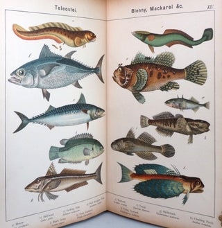 Natural History of the Animal Kingdom for the Use of Young People. Part III. Reptiles, Amphibia, Fishes, Insects, Worms, Molluscs, Zoophytes, &c., Adapted from the German of Professor von Schubert by...