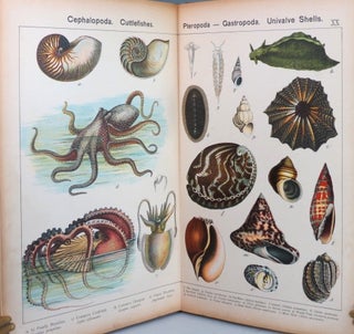 Natural History of the Animal Kingdom for the Use of Young People. Part III. Reptiles, Amphibia, Fishes, Insects, Worms, Molluscs, Zoophytes, &c., Adapted from the German of Professor von Schubert by...
