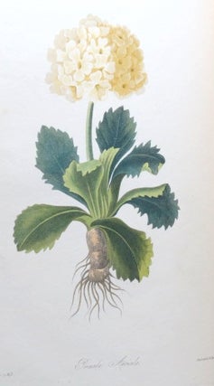 Floral Illustrations of the Seasons, Consisting of Representations Drawn from Nature of Some of the Most Beautiful, Hardy and Rare Herbaceous Plants Cultivated in the Flower Garden, Carefully Arranged According to their Seasons of Flowering, with Botanical Descriptions, Directions for Culture, &c.