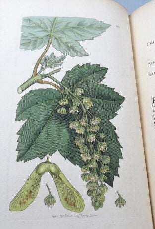 English Botany; or, coloured figures of British Plants, with their ...